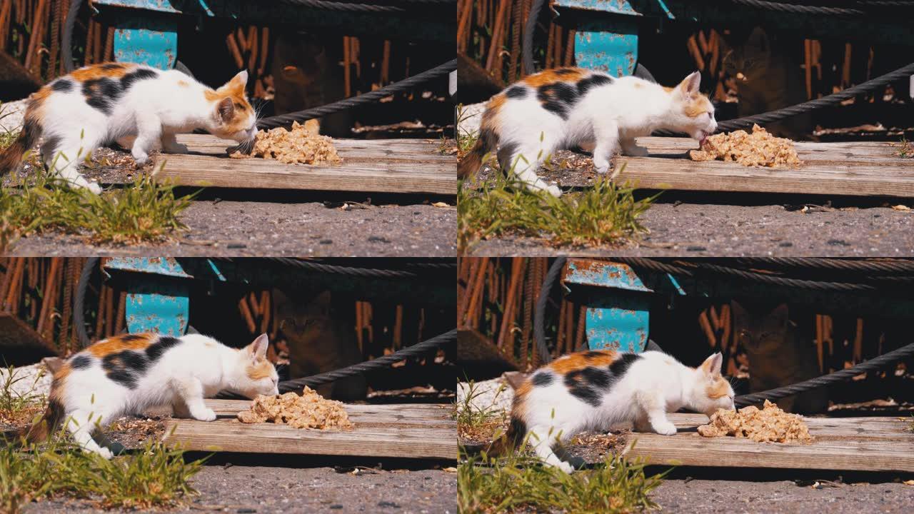 无家可归的野生三色小猫在垃圾填埋场的街上吃肉。喂养流浪动物