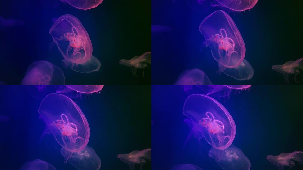 紫月水母。公共水族馆中的Aurelia aurita