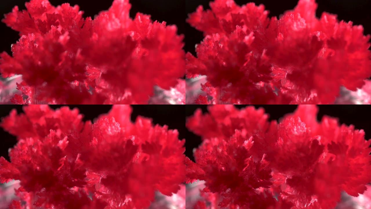 在框架中，在实验室中生长的晶体。红色水晶明亮而美丽，在黑色背景上。抽象