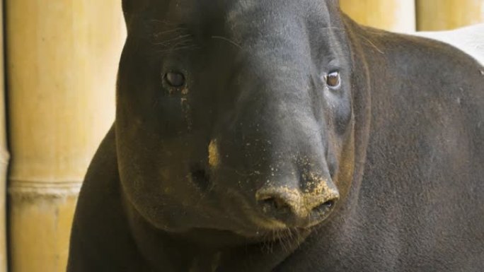 tapir头移动鼻子的特写