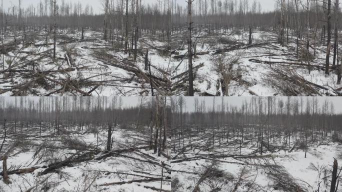切尔诺贝利地区大火后的森林