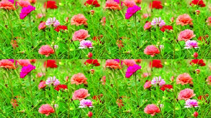 马齿苋，玫瑰摩西，太阳植物粉红色玫瑰洋红色花盛开在花园里