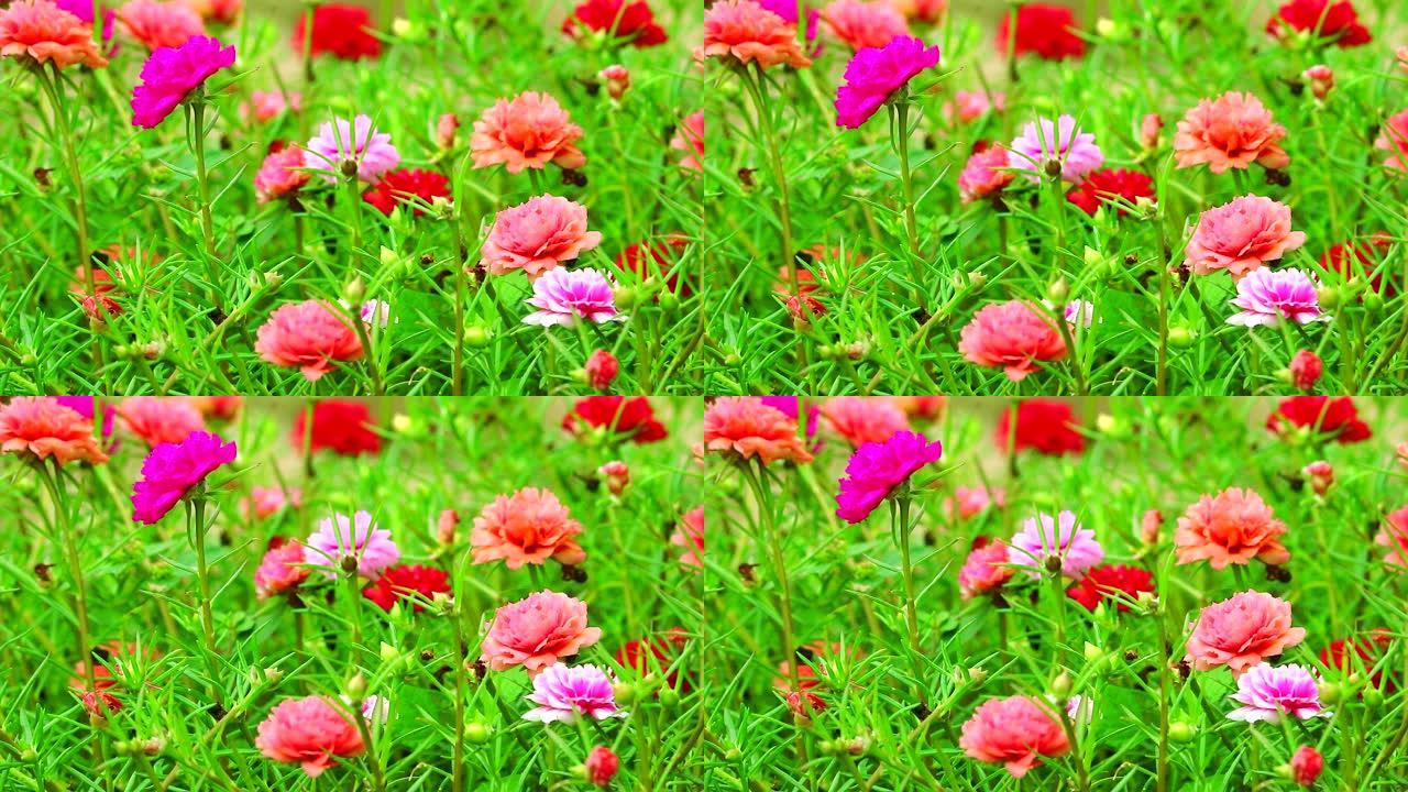 马齿苋，玫瑰摩西，太阳植物粉红色玫瑰洋红色花盛开在花园里