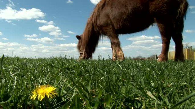 棕色小马在绿色的土地上放牧，白色的蒲公英和蓝色的天空