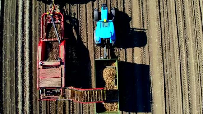 俯视图，航空公司。马铃薯收获期间在农田使用机械。土豆采摘机挖掘和采摘土豆，将农作物卸载到卡车后面。温