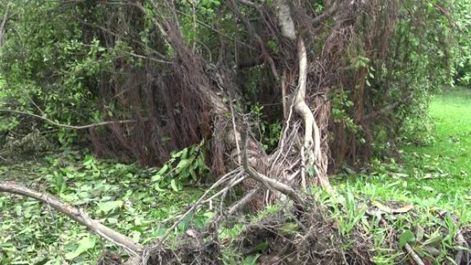 热带风暴袭击台湾台风Soudelor 4k后，公园倒下的树木受损