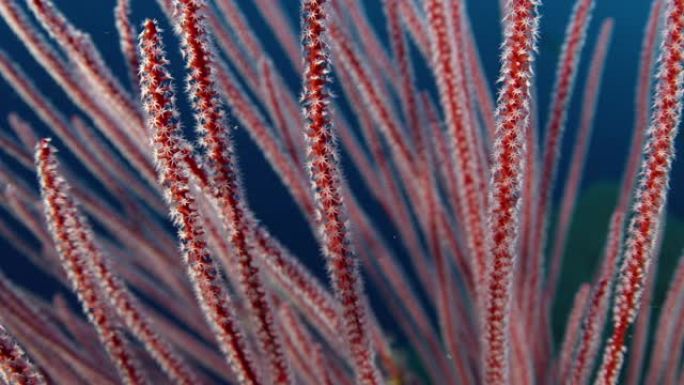 长长的红鞭珊瑚和其他珊瑚在水下，背景为蓝色的水