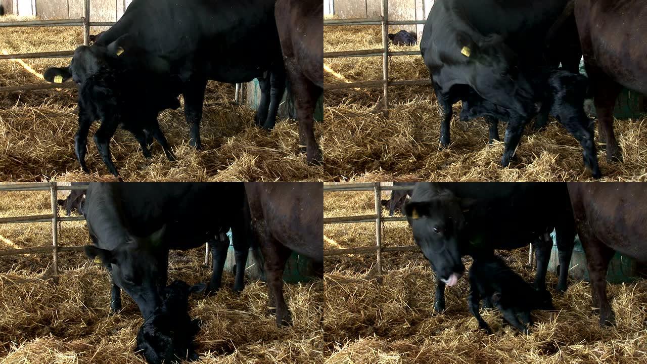 一只刚出生的小牛走路笨拙，落在母亲旁边