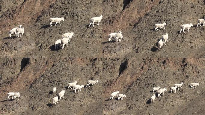 阿拉斯加的Dall绵羊母羊和羔羊