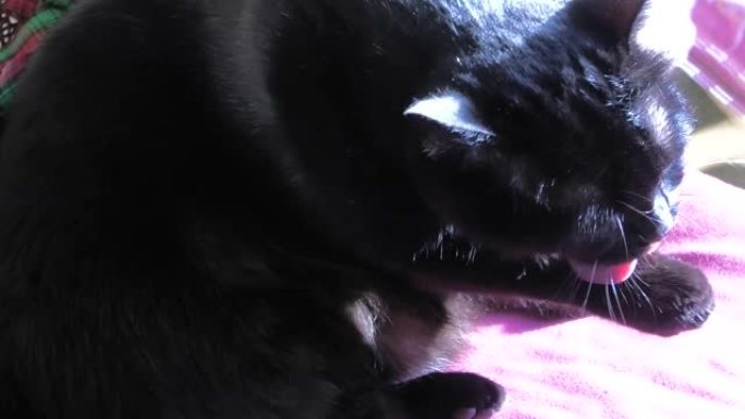 猫清洁爪子