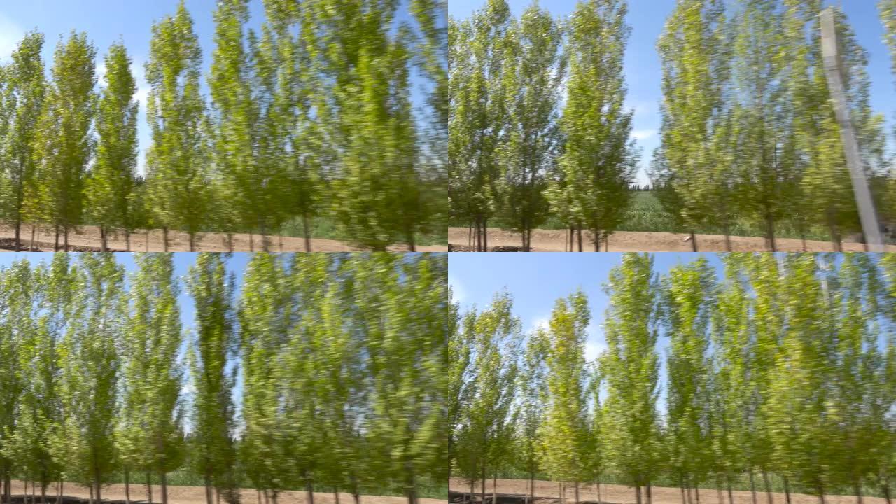 驾车穿越中国新疆的桦树