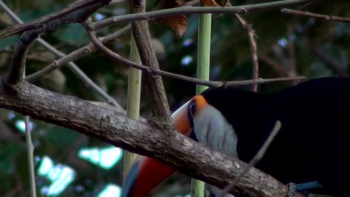 一只巨嘴鸟环顾四周。托科巨嘴鸟 (Ramphastos Toco)，也被称为自然栖息地的常见或巨型巨