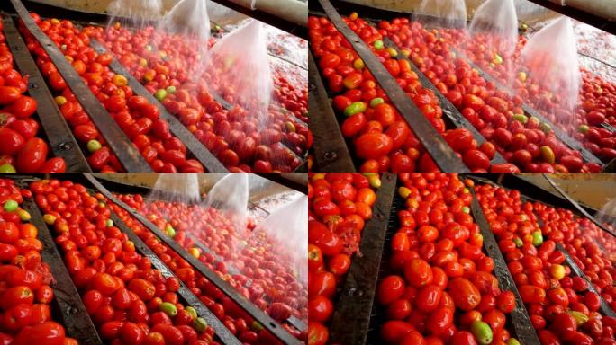 淋浴水覆盖室内番茄加工厂的新鲜西红柿