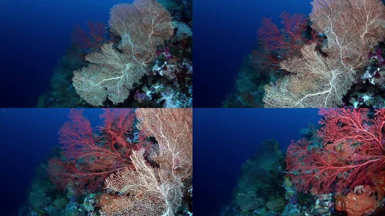 摄像机与戈戈尼亚人一起穿越五颜六色的珊瑚礁
