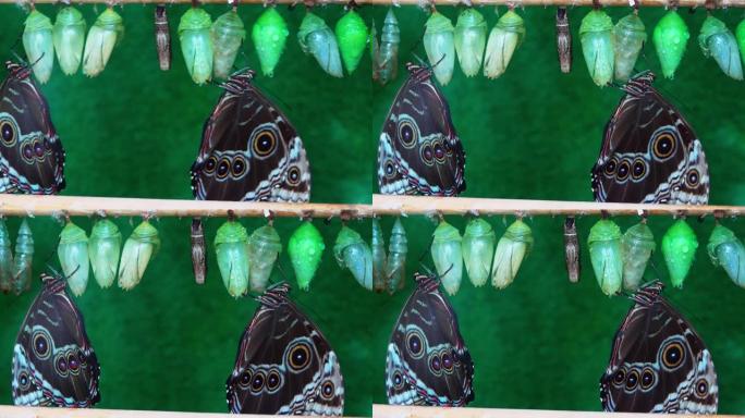 成排的蝴蝶茧和孵化的蝴蝶