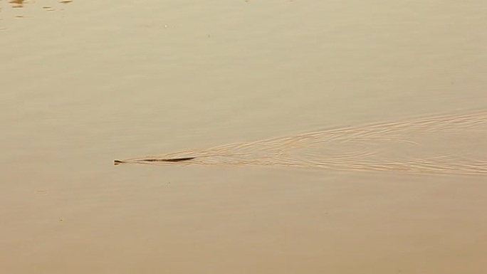 野蛇游泳湖背景
