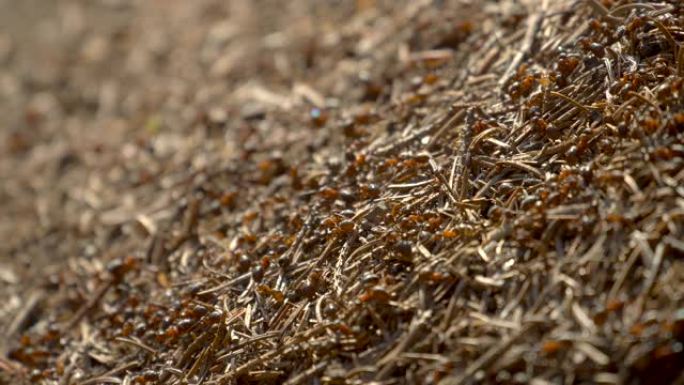 蚂蚁在野生动物中的殖民地。森林中的大蚁丘特写。自然背景