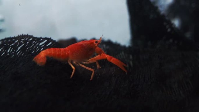 红虾宠物