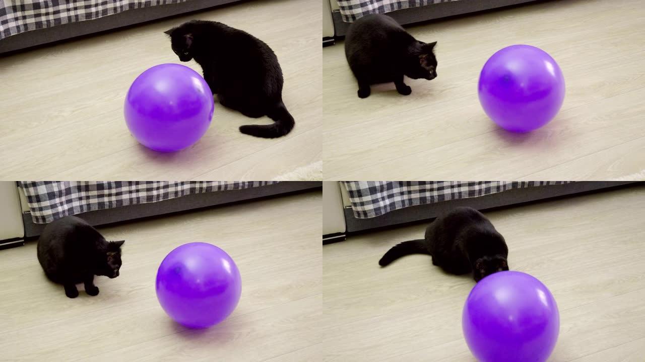 宠物。一只黑猫在客厅地板上玩紫罗兰色气球。4K