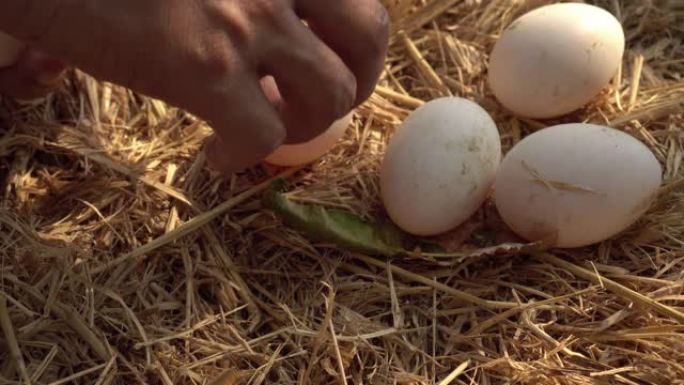 年轻人从稻草巢中采摘鸭蛋