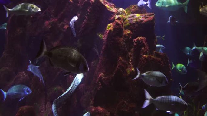 水下珊瑚礁鳗鱼热带鱼游泳