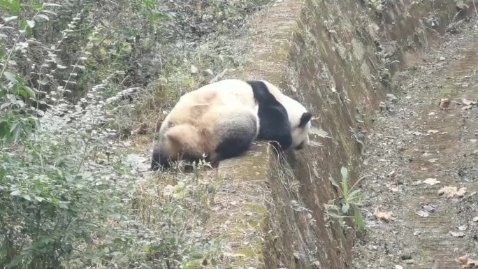 成都国宝大熊猫