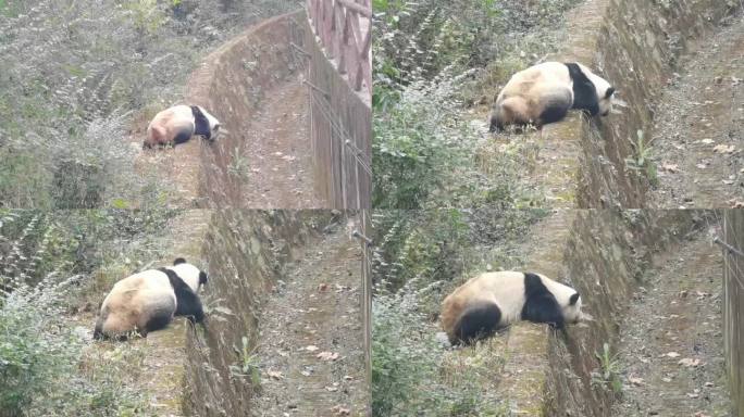 成都国宝大熊猫
