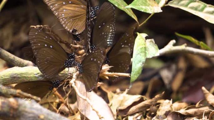 一群蝴蝶试图从泰国的minerals hill获取一些食物