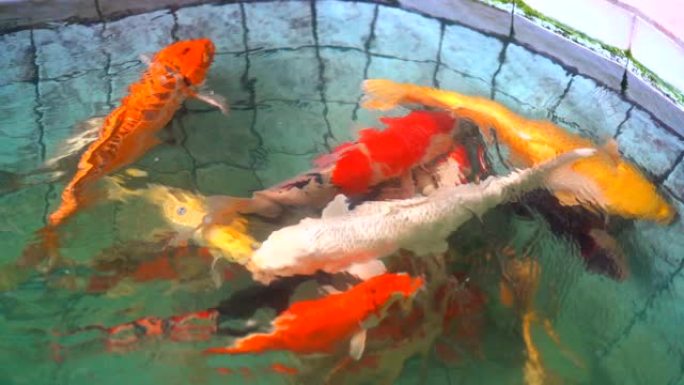 锦鲤鱼或阿穆尔鲤鱼在池塘里慢动作游泳。更具体地说，它是nishikigoi和室外池塘中的彩色鲤鱼品种