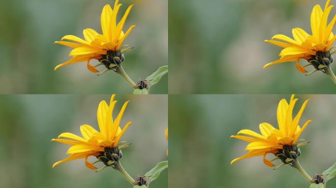 菊芋的花朵 (Helianthus tuberosus