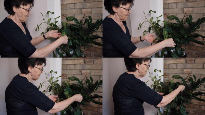 在家中检查盆栽植物的高级妇女的视频肖像