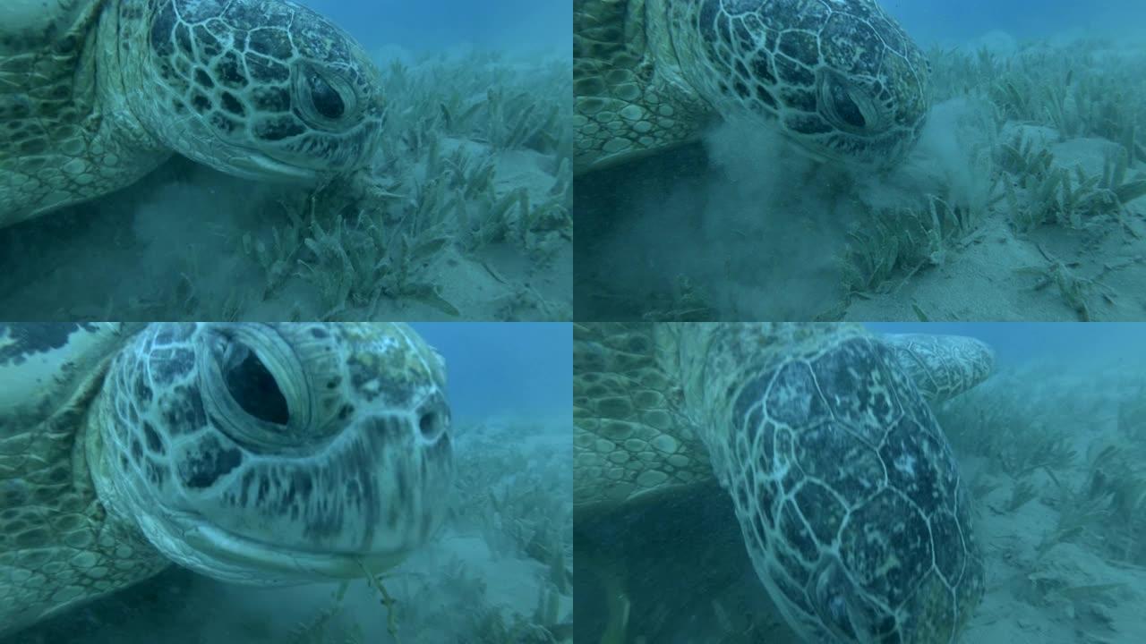 绿色海龟吃海草的特写肖像，在蓝色的水底。4K/50fps