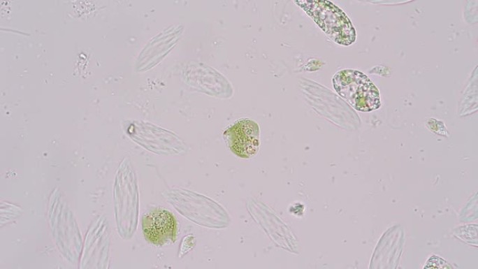 Euglena是在微观上进行教育的单细胞鞭毛真核生物的一种。