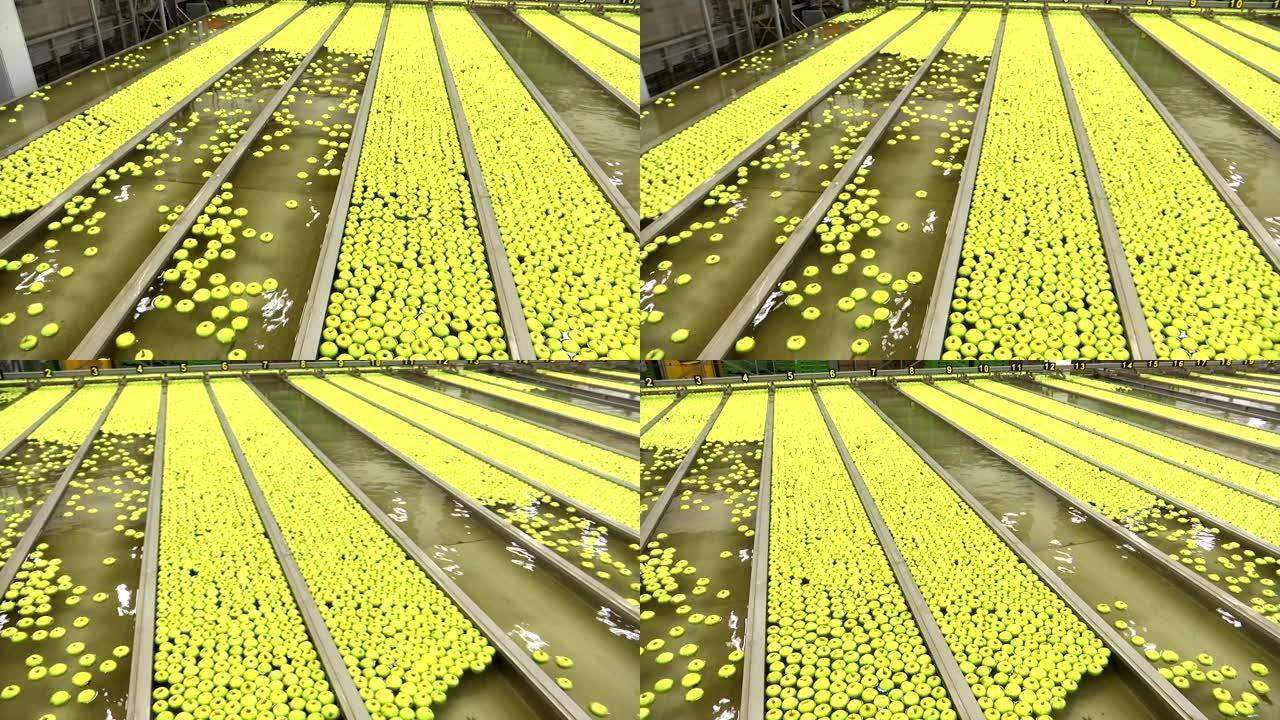 水果生产厂清洗青苹果的过程