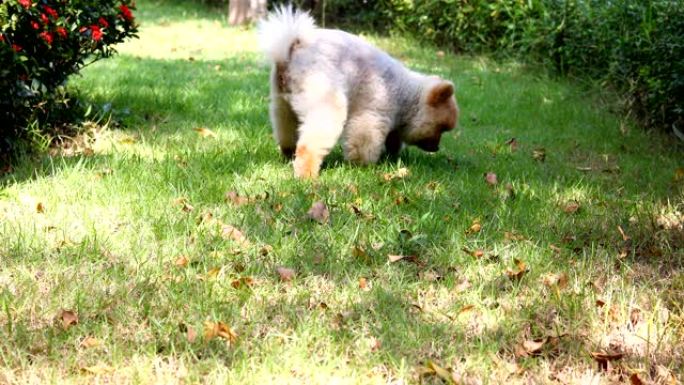 博美犬在草地上小便粪便