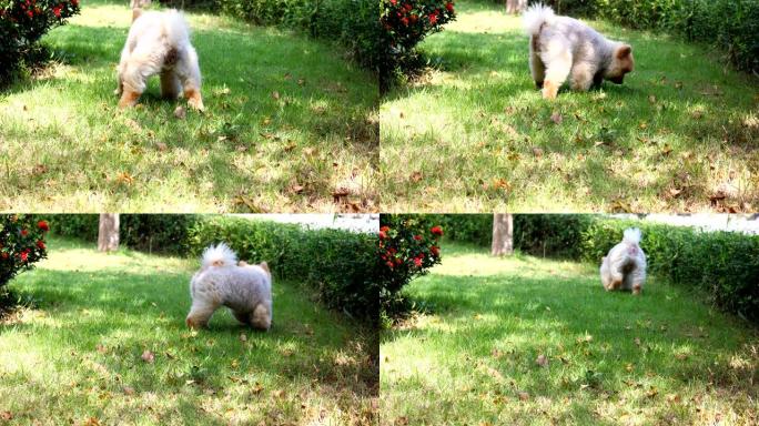 博美犬在草地上小便粪便