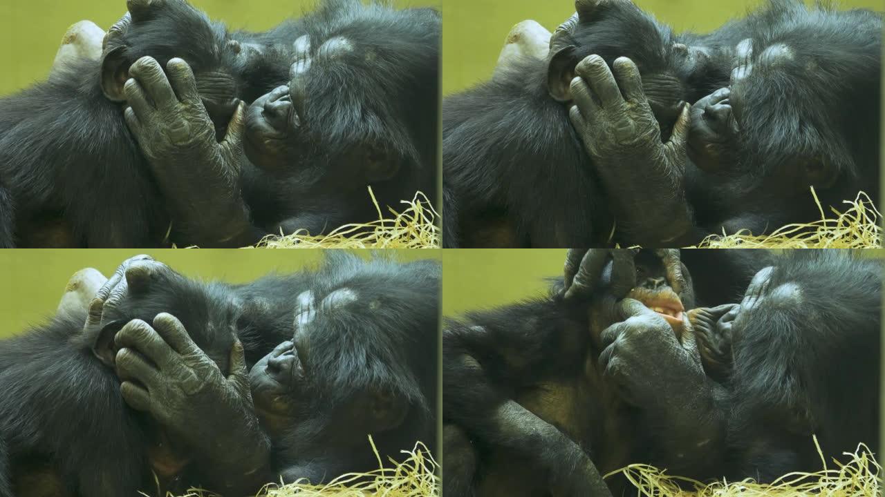 母婴倭黑猩猩