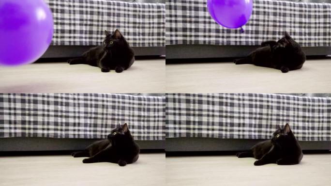 家畜。一只黑猫在玩紫色气球。4K