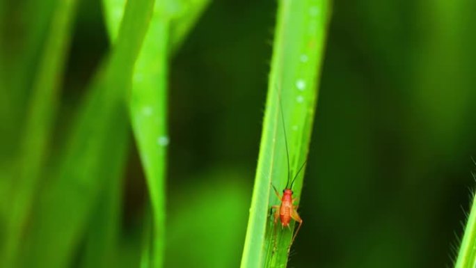 微小的红色蟋蟀昆虫站在绿叶上逃跑
