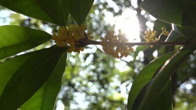 桂花盛开在秋天