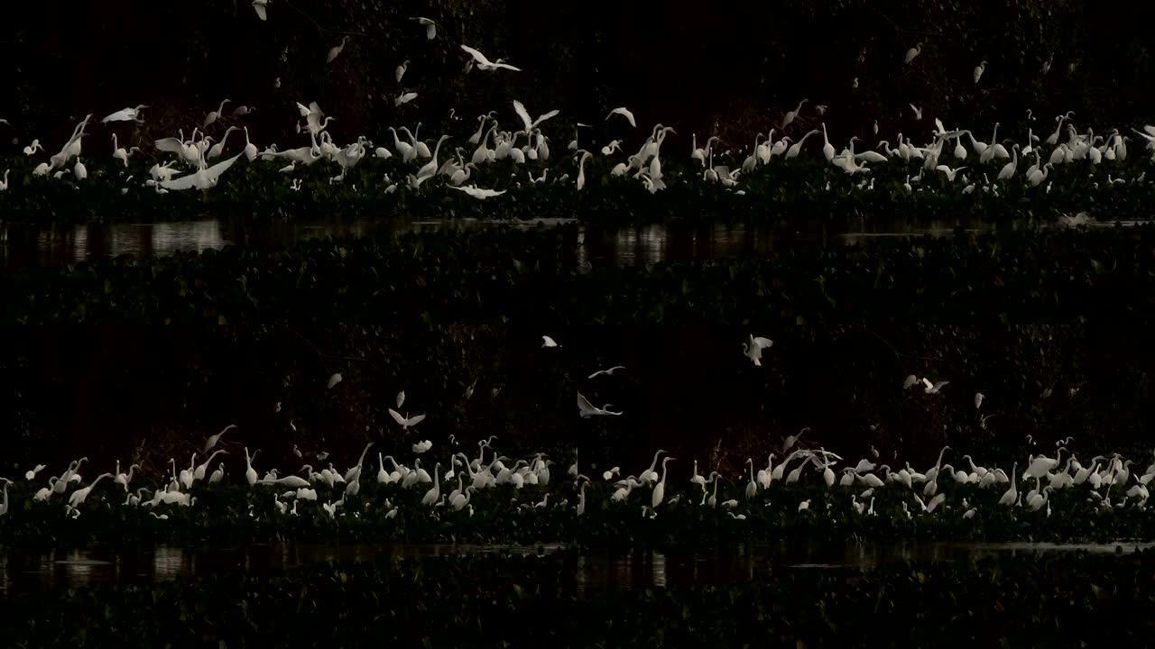在巴西潘塔纳尔河的河岸上，一群苍鹭和鹳。