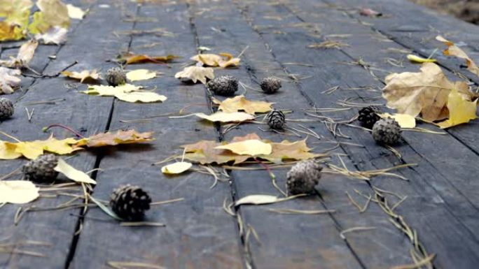 在旧的木地板上是倒下的松果，枫木和橡木的秋天黄叶。风吹落树叶，秋叶落下。慢动作