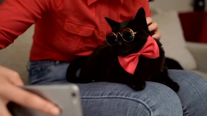 戴眼镜和领结的非常非常有趣的猫