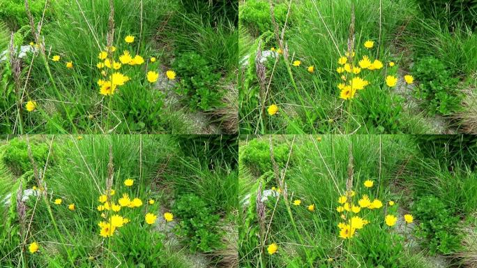 高山景观上的猫耳花 (Hypochaeris)。