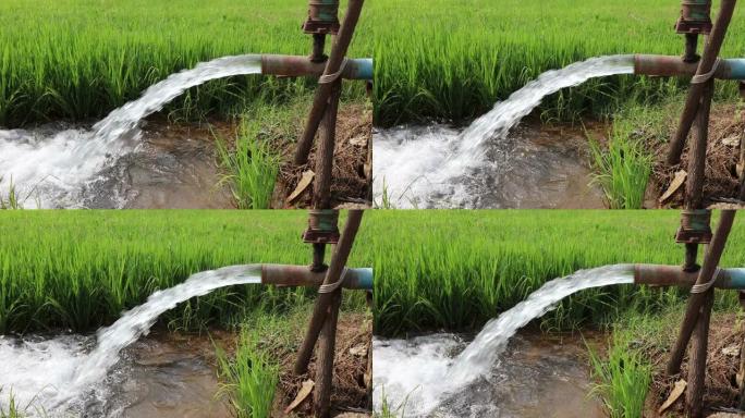水流下来滋养水稻幼苗。