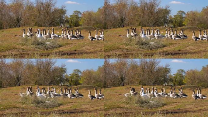村子里的一群家鹅。一群鹅在秋天采摘新鲜的绿草