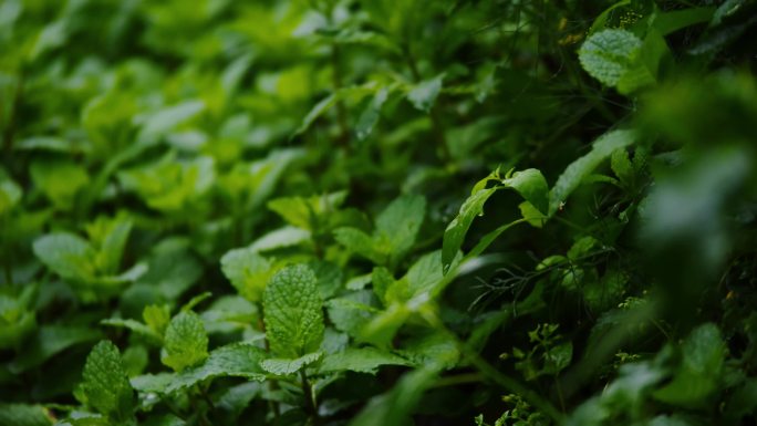 雨水 植物 空镜