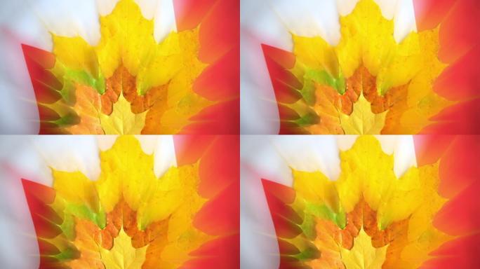 枫叶是加拿大的象征