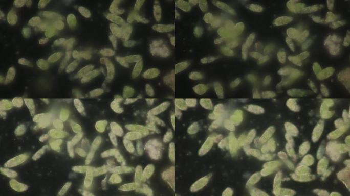 Euglena是在微观上进行教育的单细胞鞭毛真核生物的一种。