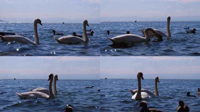 巨大的白天鹅和鸭子在湛蓝的水清澈的山湖中游泳。瑞士